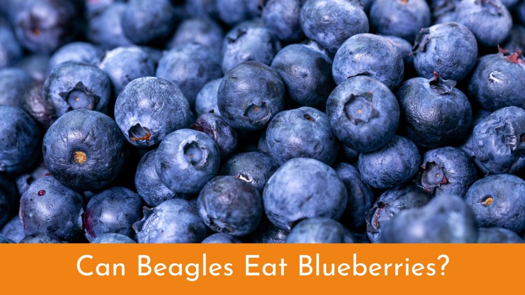 can beagles eat blueberries?