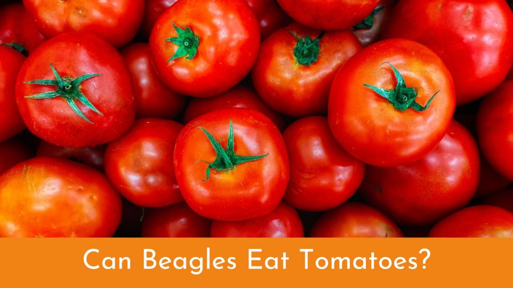 can beagles eat tomatoes