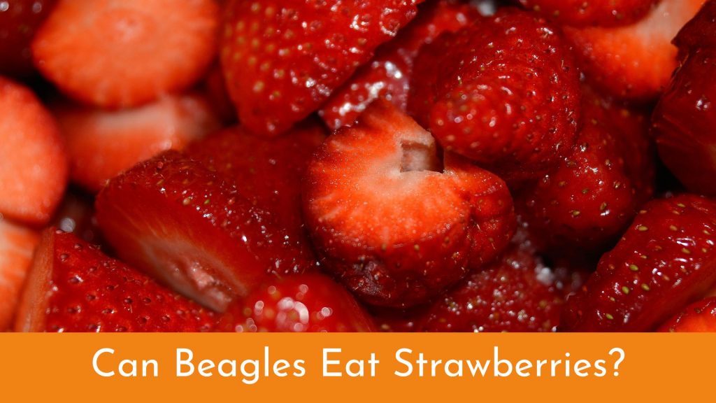 can beagles eat strawberries?