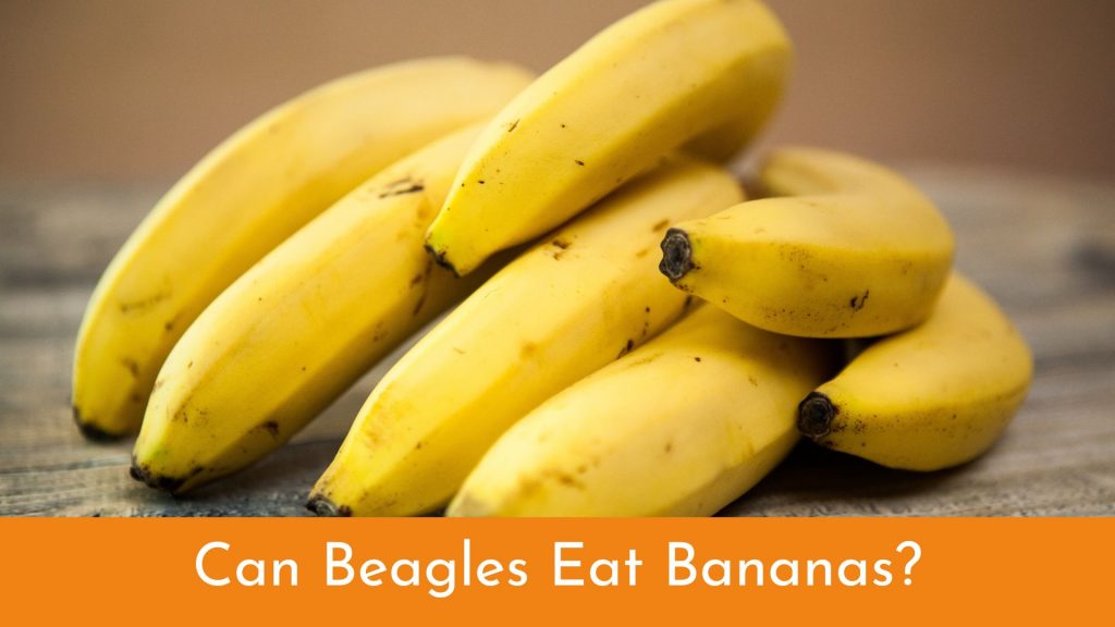 can beagles eat bananas?