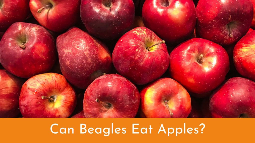 can beagles eat apples?