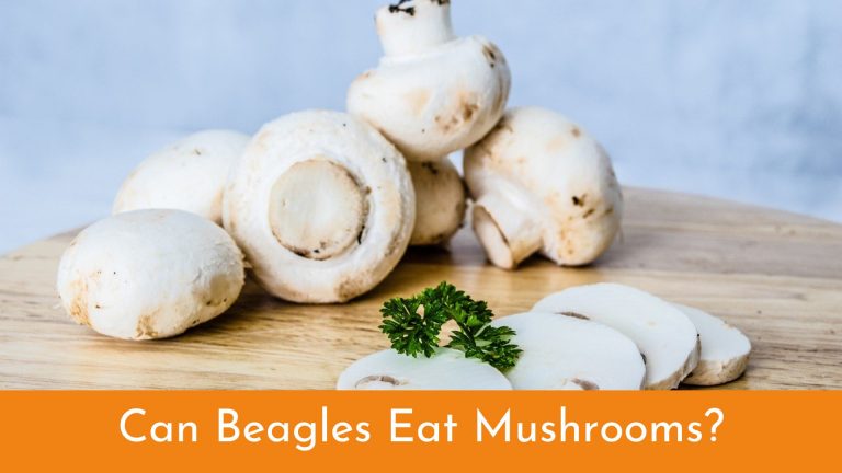 Can Beagles Eat Mushrooms? [Beagle Food Guide]