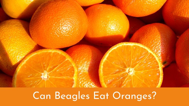 Can Beagles Eat Oranges? [Beagle Food Guide]
