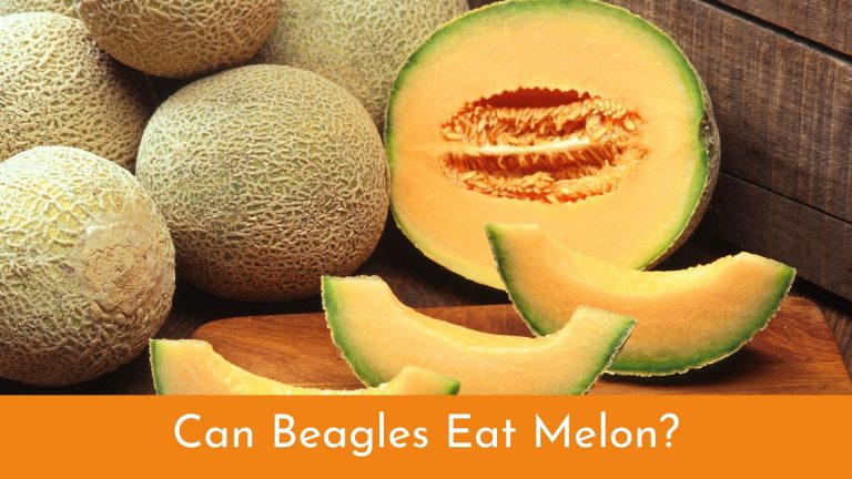 Can Beagles Eat Melon? [Beagle Food Guide]