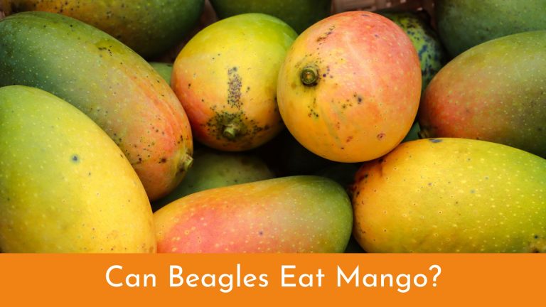 Can Beagles Eat Mango? [Beagle Food Guide]
