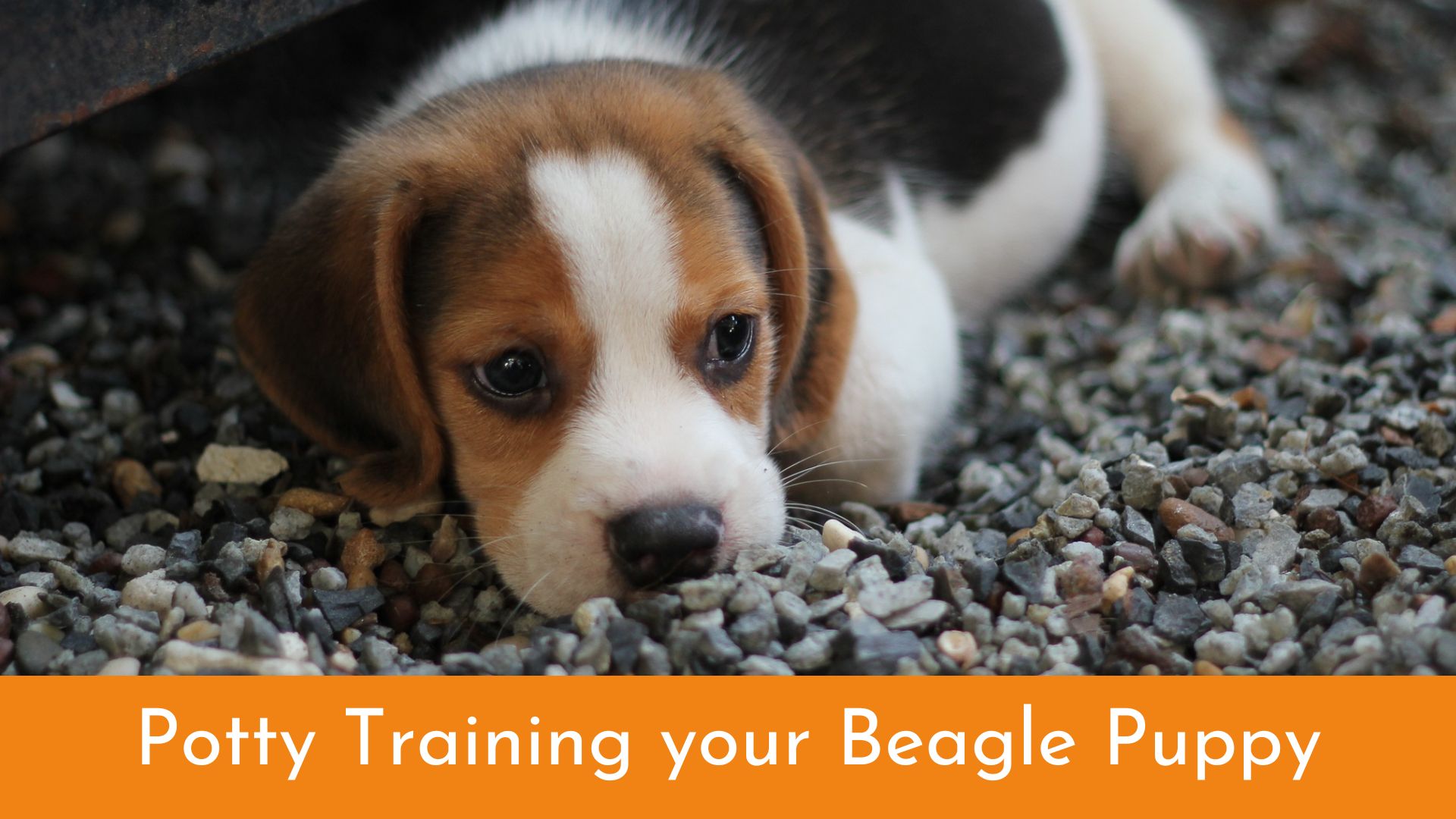 How to Potty Train Your Beagle Puppy: Tips and Tricks from Owners