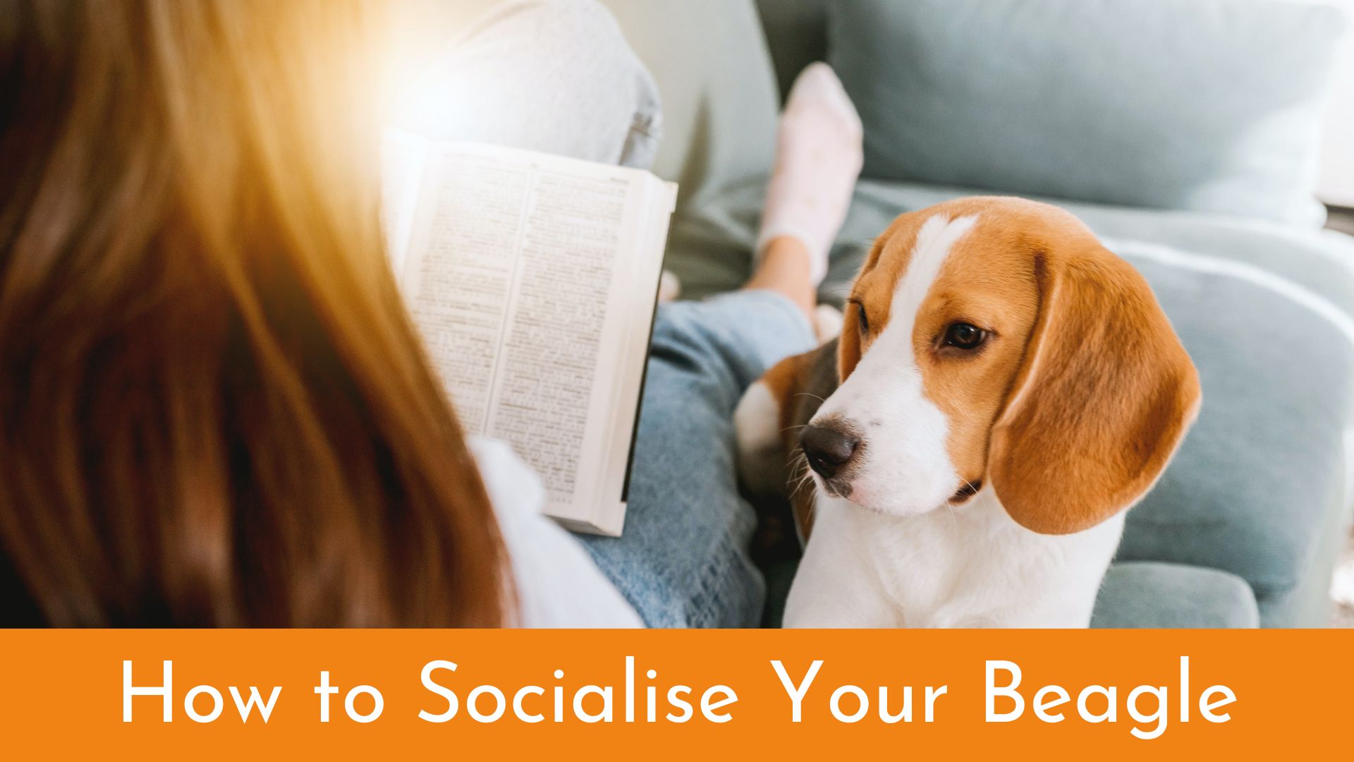 How to Socialise Your Beagle in 5 Simple Steps